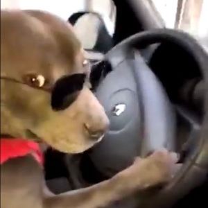 Meet your Posher, Alann